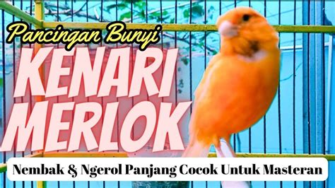 Pancingan Bunyi Kenari Merlok Nembak Ngerol Panjang Youtube