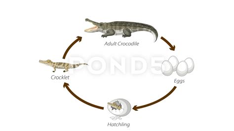 Life Cycle Of A Lizard Diagram