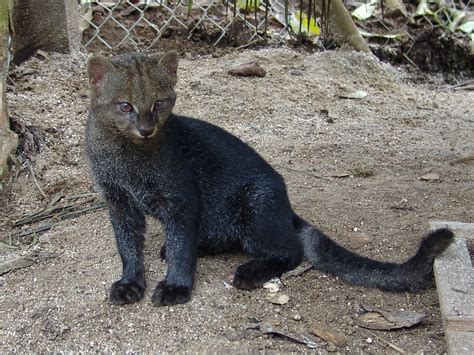 Jaguarundi - a photo on Flickriver