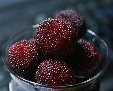 Sell Chinese Waxberry Fresh