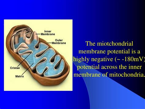 PPT - Mitochondrial Membrane Potential (MMP) PowerPoint Presentation ...