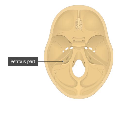 Petrous Temporal Bone