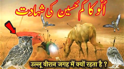 Hazrat Hussain Aur Ullu Ka Waqia Ullu Ke Rone Se Kya Hota Hai