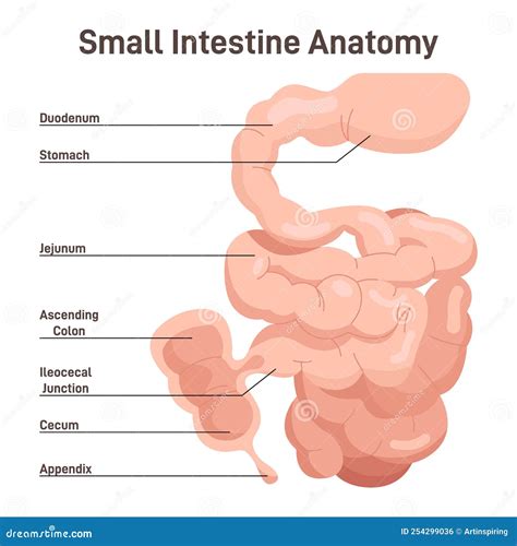 Small Intestine Anatomy Organ Digesting Food From The Stomach Vector