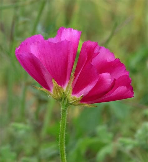 Callirhoe involucrata | Lagniappe