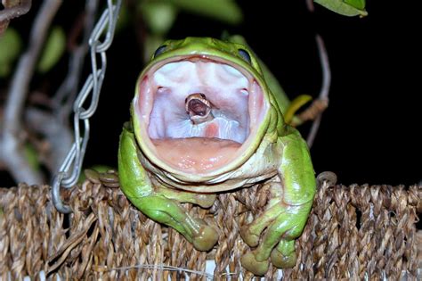 Photographer Reveals The Story Behind THAT Photo Of The Snake-eating Frog