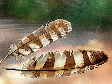 Feathers of the Spotted Eagle Owl by Diana · 365 Project
