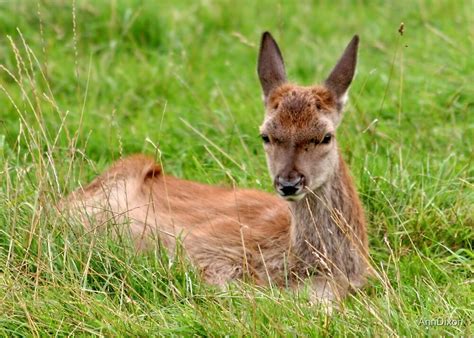 "Baby Red Deer" by AnnDixon | Redbubble