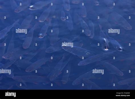 Chub Squalius Cephalus Norfolk October 2023 Stock Photo Alamy
