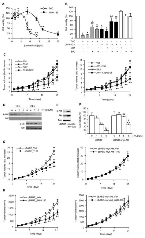 Akt Downregulation Is Involved In Cannabinoid Antitumoral Action A