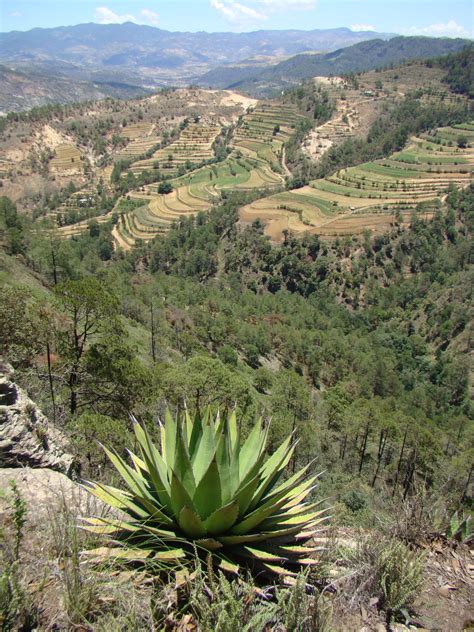 Agave De Cerro Sidral Mundet M Xico Monumental