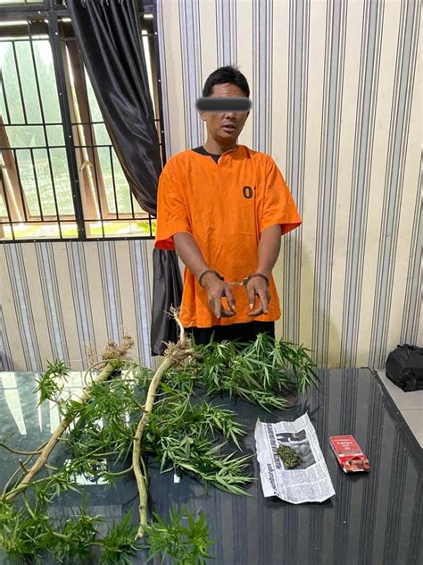 Tangkap Pengedar Polisi Sita Pohon Ganja Dari Ladang Di Kaki Gunung