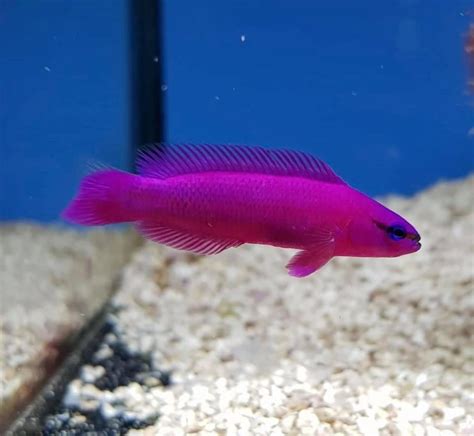 Purple Dottyback