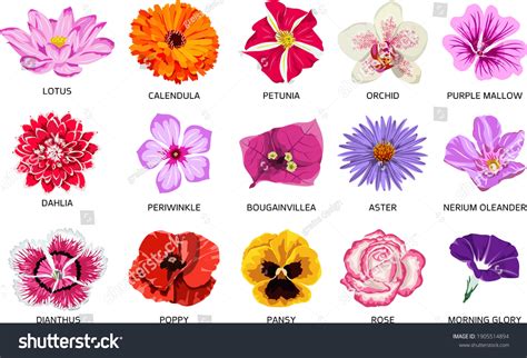 Set Of Fifteen Types Of Flowers Beautiful Royalty Free Stock Vector