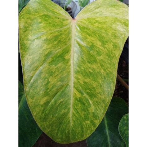 Philodendron Painted Lady ฟิโลเดนดรอน เพนท์เลดี้ - anurat_juyphan ...