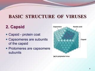 structure morphology_of_viruses | PPT | Free Download