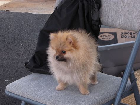 Pomeranian Puppy 5 Months Old Blaisdell Farmers Market Flickr