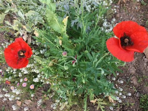 Buy Red Poppy Seeds Bloomybliss Flower Shop