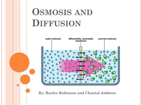 Ppt Osmosis And Diffusion Powerpoint Presentation Free Download Id 1973547