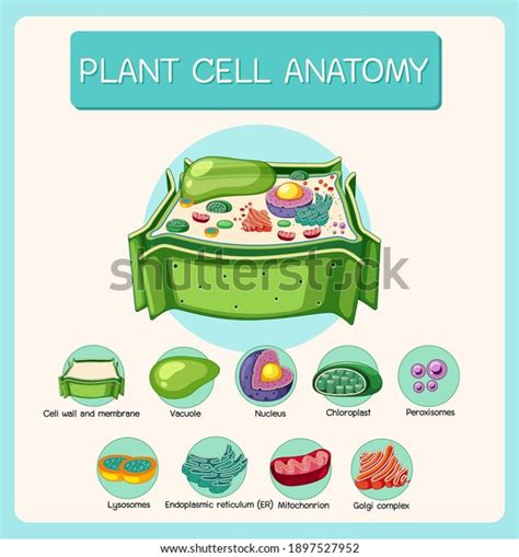 Anatomy Plant Cell Biology Diagram Illustration Stock Vector Royalty