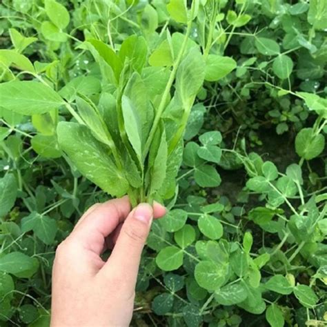 四川豌豆尖种子无须豌豆苗豌豆颠荷兰豆芽苗菜秋冬季田园蔬菜种籽 阿里巴巴