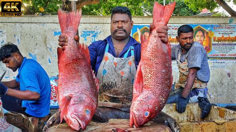 Kasimedu Speed Selvam Red Snapper Fish Cutting Video In Kasimedu