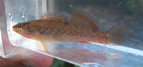 Darter, Rainbow FishNerd | www.roughfish.com