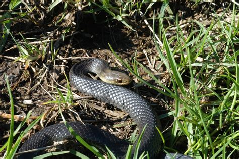 Black Bellied Swamp Snake Bowen Mountain Bioblitz Guide To Vertebrate