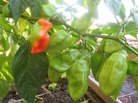 How To Grow Pimento Pepper Chile Trinidad Seasoning Pepper Stuffed