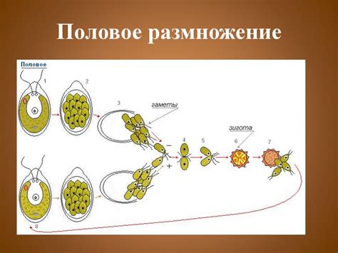 Отдел зелёные водоросли. Одноклеточные зелёные водоросли - презентация ...
