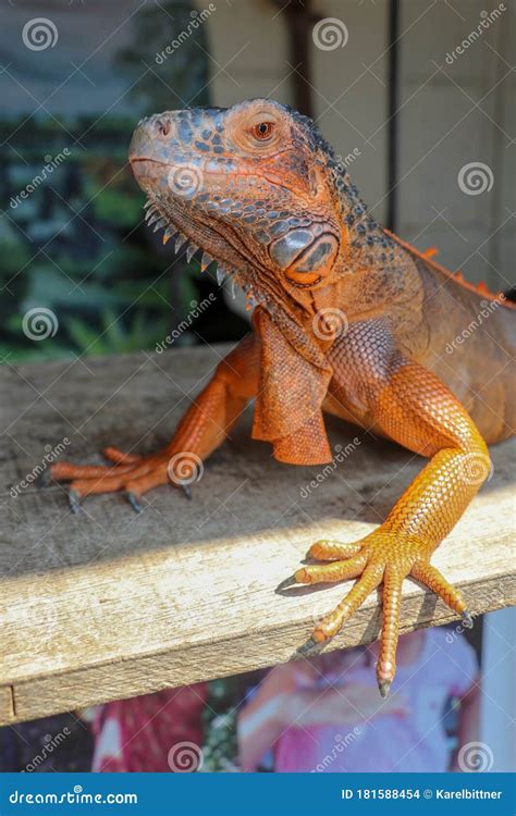 Side View Of Large Red Iguana That Basks Under The Sun`s Rays Close Up