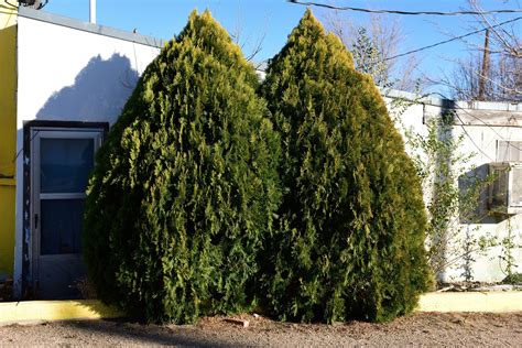 10 Best Evergreens for Privacy Screens and Hedges