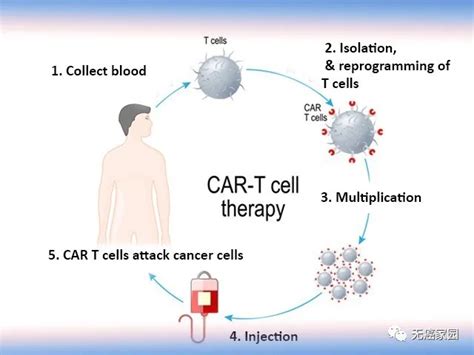 血液肿瘤细胞免疫治疗 血液肿瘤细胞免疫疗法治疗 CART治疗血液肿瘤 血液肿瘤CART临床试验招募 无癌家园