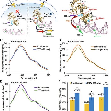 The Intermolecular FRET Based TF Promoter Binding Assay System Monitors