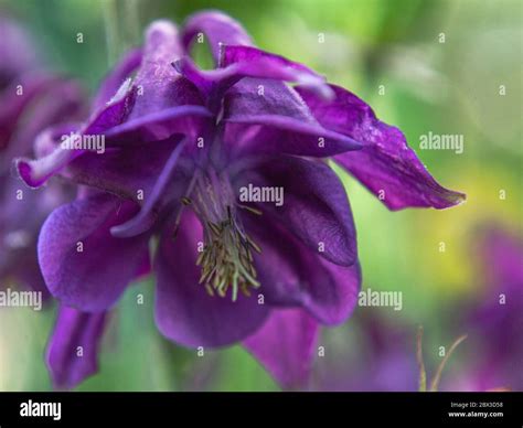 European columbine aquilegia vulgaris hi-res stock photography and ... 