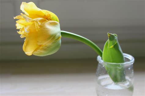 Free Images Flower Petal Tulip Spring Green Produce Yellow