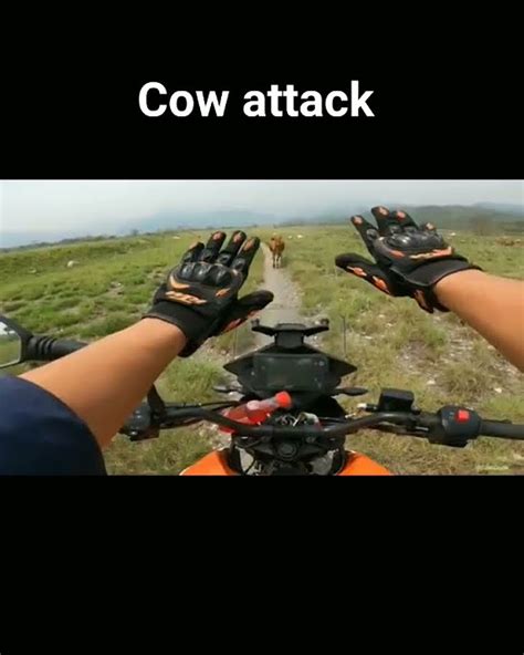 Cow Attack On Superbike 🐄🤣 Watch For End 😂 Shorts Cow Attack Youtube