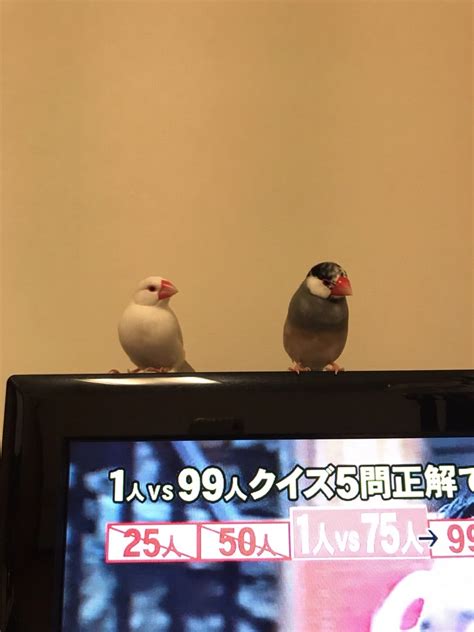 文鳥さん、ぼんちゃんとちゅくねととわちゃんと 文鳥のぼんじり＆せせり＆こころのファミリー日誌