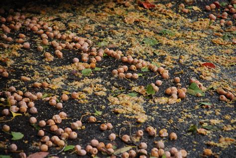 Are Dogwood Trees Messy