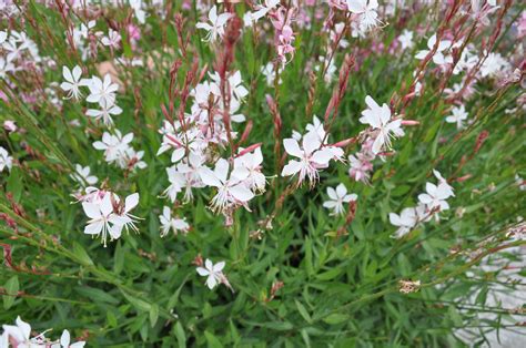 Gaura Lindheimeri