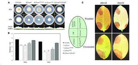 The Phox Homology PX And SNARE Domain Is Important For The Function