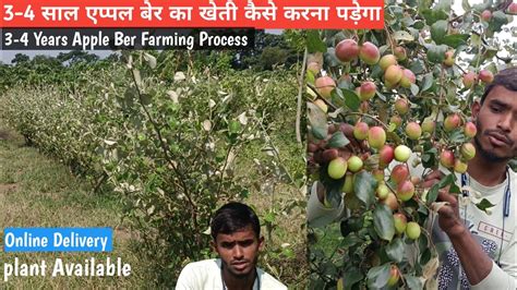 4 5 साल एप्पल बेर का खेती कैसे करना पड़ेगा Apple Ber Farming Process A