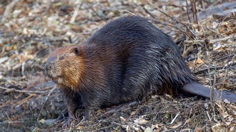 Beaver Fact Sheet Blog Nature Pbs