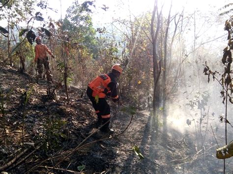 Kebakaran Hutan Dan Lahan Di Kalimantan Timur Nasib Ibu Kota Negara