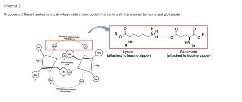 Solved Leucine Zipper (shown below) is an example of a | Chegg.com