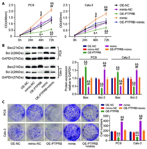 The Tumorigenic Role Of Mir 665 May Be Achieved By Targeting Ptprb