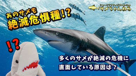 多くのサメが絶滅の危機に直面している原因とは？そして、サメ保護について思うこと シャーク・アクティビストreinoのサメちゃんねる