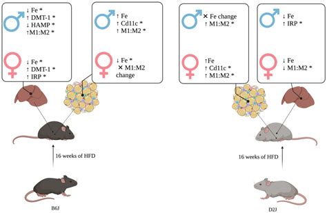 Ijms Free Full Text Influence Of Sex And Strain On Hepatic And