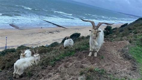 Bournemouth Clifftop Goat Herd Set To Double Bbc News