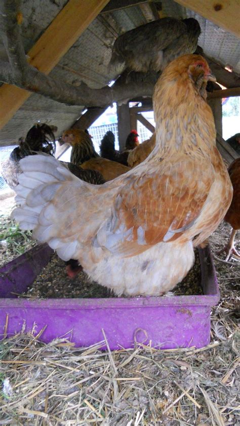 Odd Easter Egger Hen Or Roo BackYard Chickens Learn How To